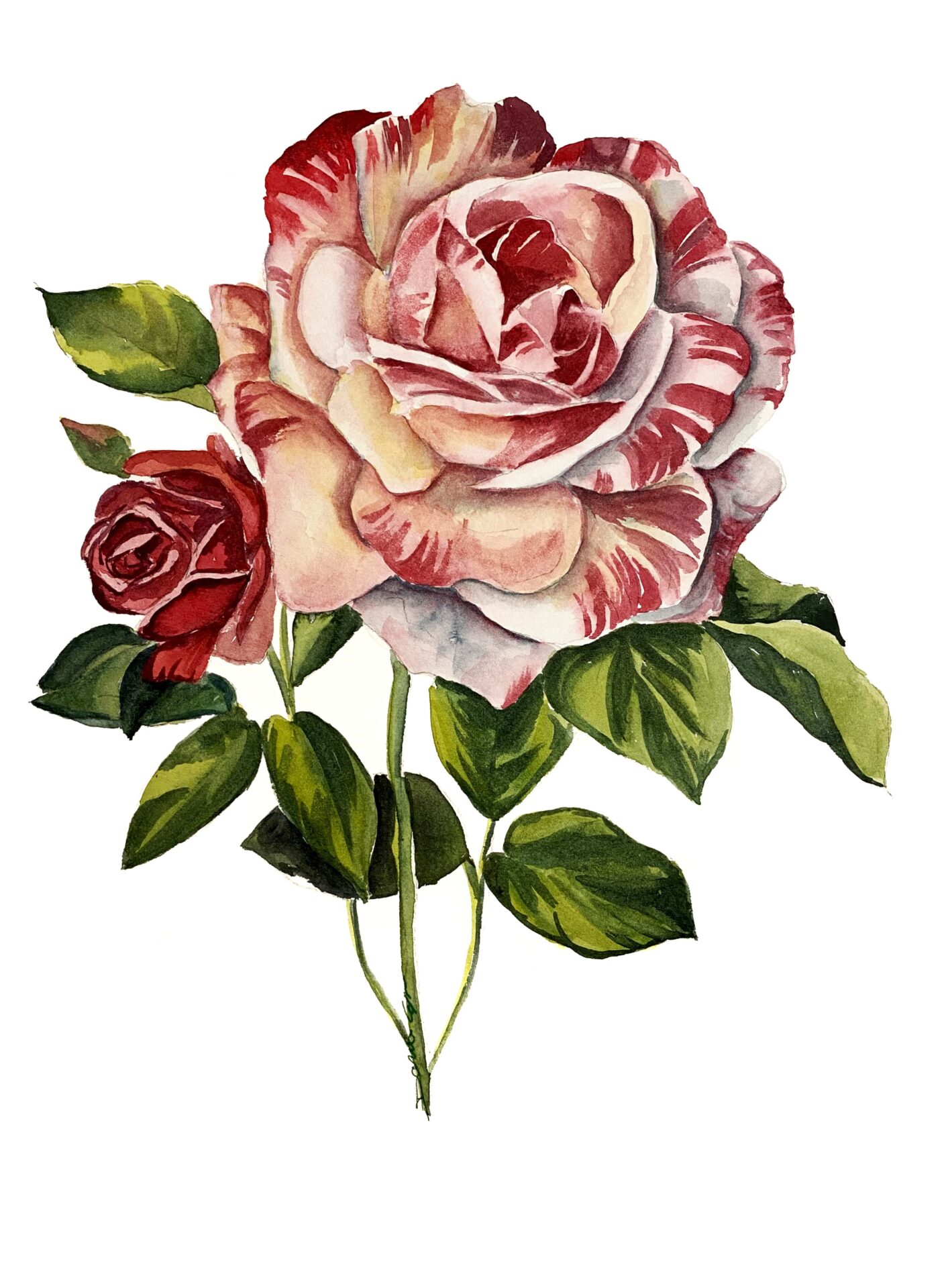 rosa acquerello